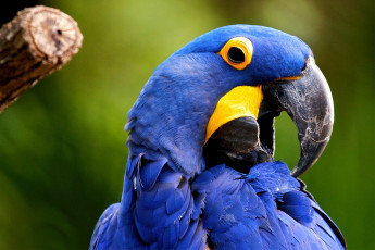 Картинка животные попугаи гиацинтовый ара
