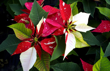 Картинка цветы пуансеттия красный белый разноцветный зеленый