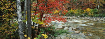 Картинка природа реки озера река деревья осень камни