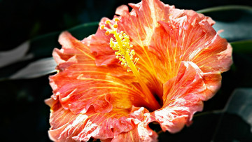 Картинка цветы гибискусы двухцветный