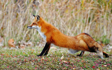 Картинка животные лисы потягушки рыжая