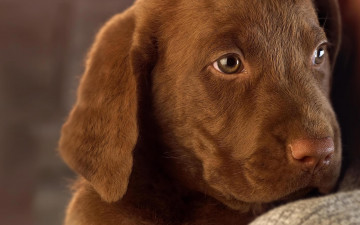 Картинка животные собаки лабрадор шоколадный собака щенок