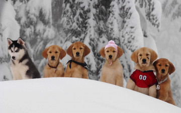 Картинка животные собаки зима снег