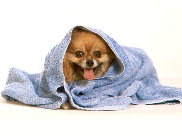 Обои картинки фото животные, собаки, полотенце, собачка