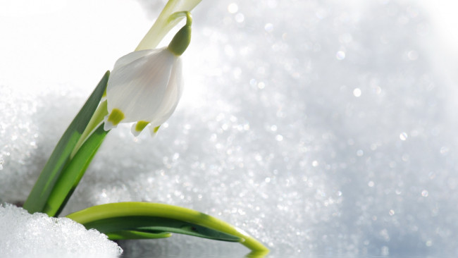Обои картинки фото цветы, подснежники, белоцветник, цветок, снег