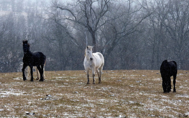 Обои картинки фото животные, лошади, деревья, снег