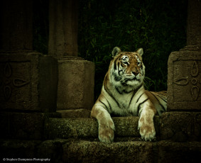 Картинка животные тигры хищник кошка ступени