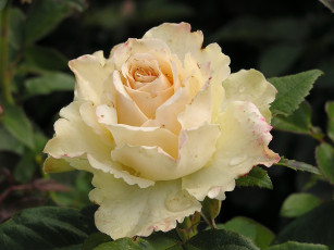 Картинка our vanilla цветы розы роза