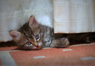 Картинка животные коты котёнок одеяло взгляд