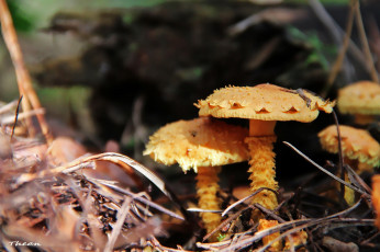 Картинка природа грибы лохматый