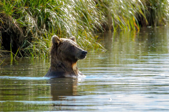 Картинка животные медведи озеро вода купание