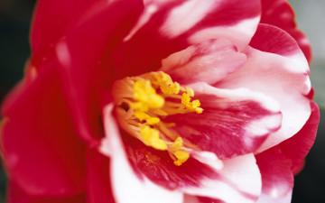Картинка цветы камелии тычинки сердцевина белый красный цветок