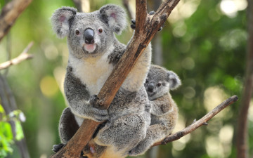 обоя koala, животные, коалы, детеныш, мать