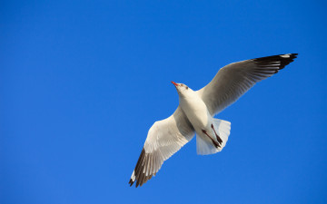 Картинка животные Чайки бакланы крачки птица чайка небо полет