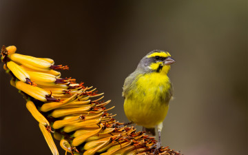 Картинка животные птицы фокус фон тропический цветок желтая птица