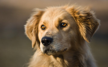 Картинка животные собаки собака морда взгляд