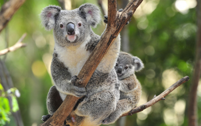 Обои картинки фото koala, животные, коалы, детеныш, мать