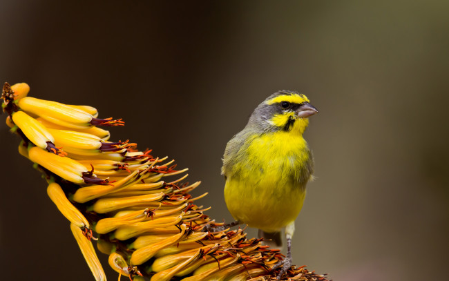 Обои картинки фото животные, птицы, фокус, фон, тропический, цветок, желтая, птица