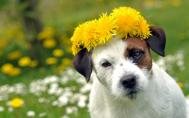Обои картинки фото животные, собаки, собака, цветы, лето