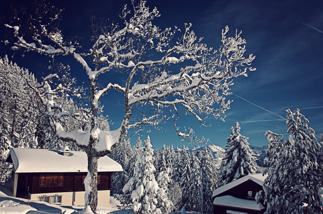 Обои картинки фото природа, зима, switzerland, швейцария, снег, деревья, ели, домики