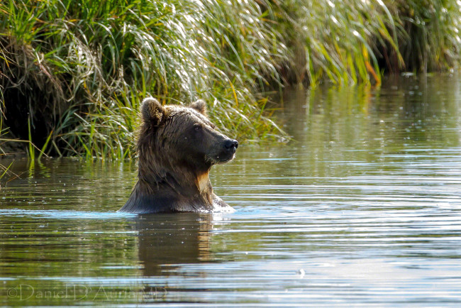 Обои картинки фото животные, медведи, озеро, вода, купание