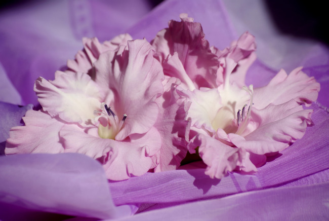 Обои картинки фото цветы, гладиолусы
