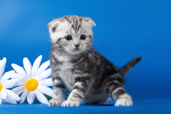 Картинка животные коты ромашка котейка