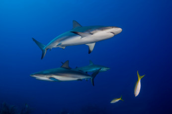 Картинка животные акулы океан глубина акула