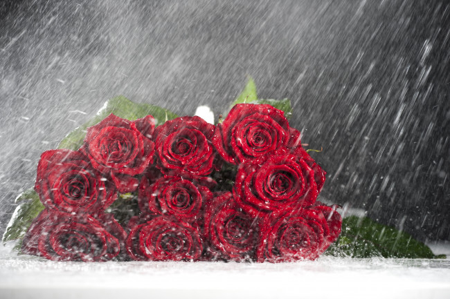 Обои картинки фото цветы, розы, охапка, дождь