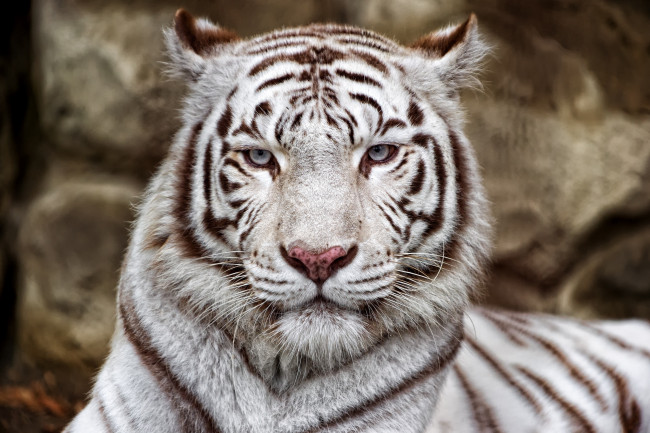Обои картинки фото животные, тигры, портрет