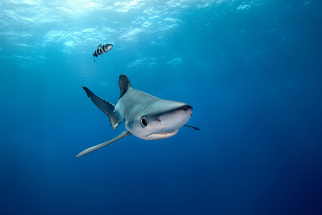 Обои картинки фото животные, акулы, океан, глубина, акула