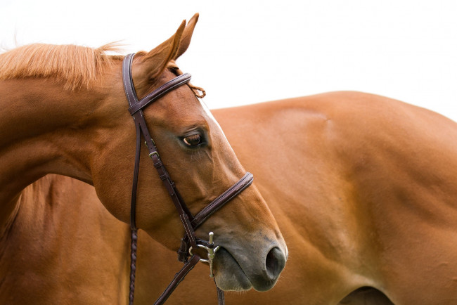 Обои картинки фото животные, лошади, уздечка, грива, профиль, морда, конь