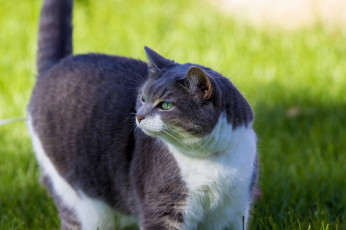 Картинка животные коты киса коте кошка кот взгляд трава лето зелень