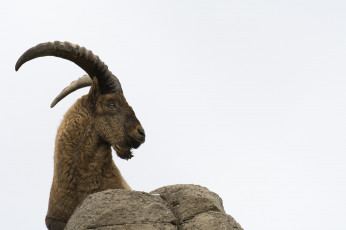 Картинка животные козы западнокавказский тур рога профиль