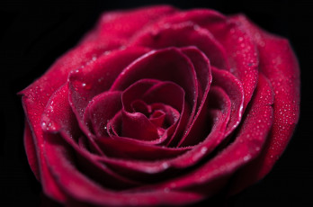 Картинка цветы розы капли лепестки макро красный