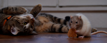 Картинка животные разные+вместе еда друзья лапы кот крыса крошки ошейник хлеб коте корочка усы хвост