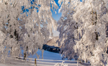 Картинка природа зима деревья забор склон горы снег
