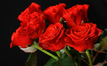 Картинка цветы розы букет red flowers красные roses