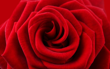 Картинка цветы розы цветок красный лепестки роза rose red flower