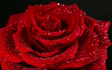 Картинка цветы розы капли лепестки красный цветок роза rose red