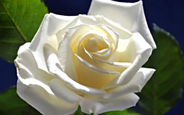 Картинка цветы розы макро листья роза лепестки