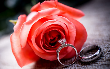 Картинка разное украшения +аксессуары +веера роза red ring rose обручальные цветок кольца