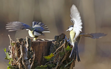 Картинка животные синицы +лазоревки пень крылья игра птицы