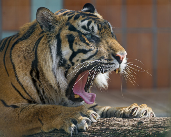 Обои картинки фото животные, тигры, кошка, морда, зевает, пасть, клыки, язык, лапы, когти, зоопарк