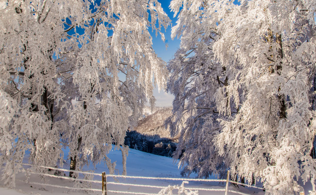 Обои картинки фото природа, зима, деревья, забор, склон, горы, снег
