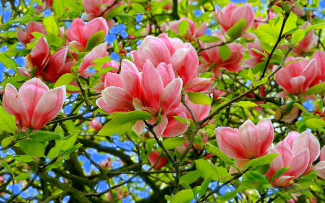 Обои картинки фото цветы, магнолии, весна, дерево, магнолия, лепестки, листья, небо