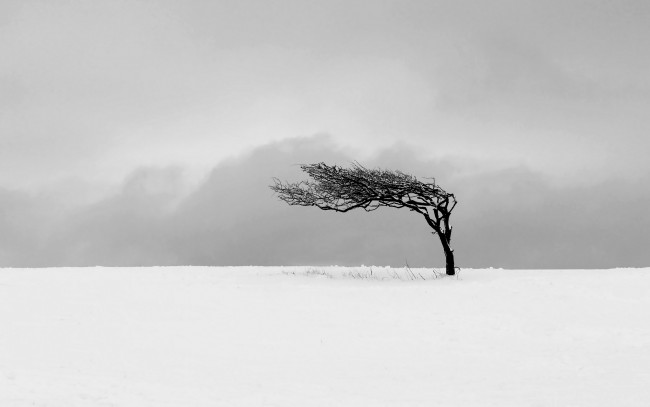 Обои картинки фото природа, зима, дерево, поле