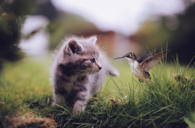 Обои картинки фото животные, разные вместе, котенок, колибри