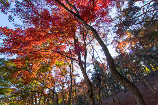 Обои картинки фото природа, деревья, осень, солнце, листья
