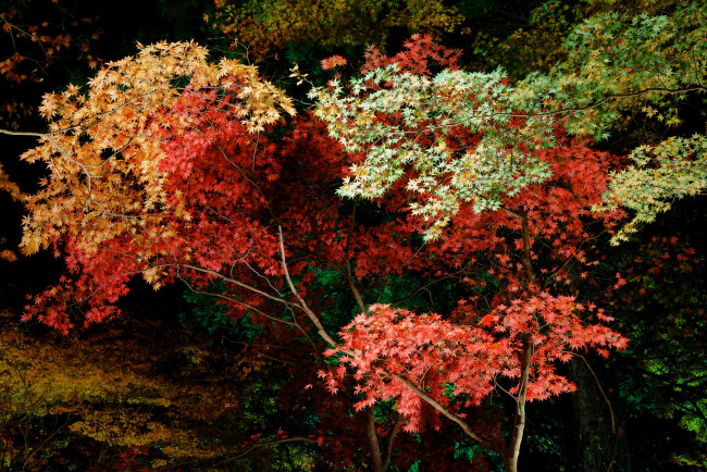 Обои картинки фото природа, лес, осень, деревья, ночь